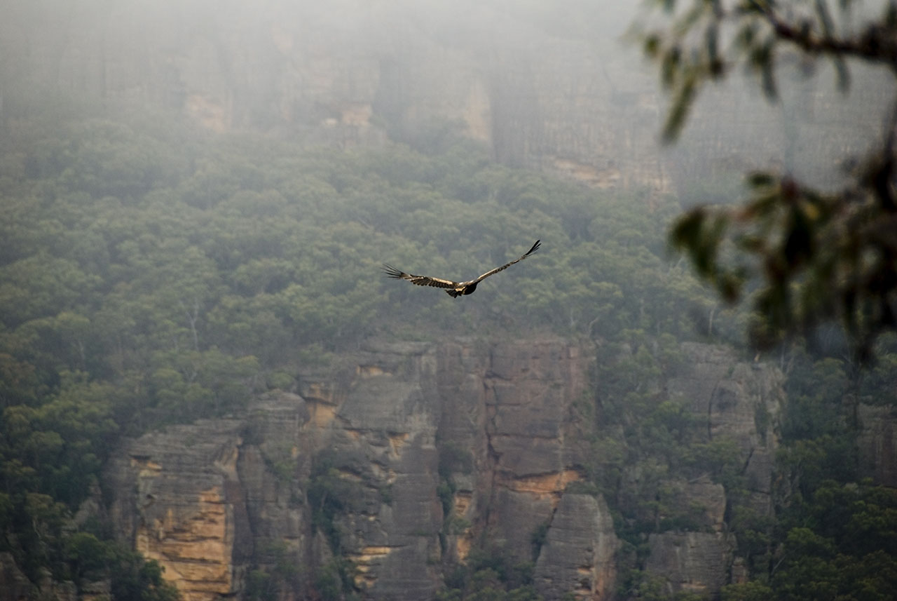 New South Wales - Blue Mtns